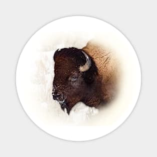 Bison Magnet